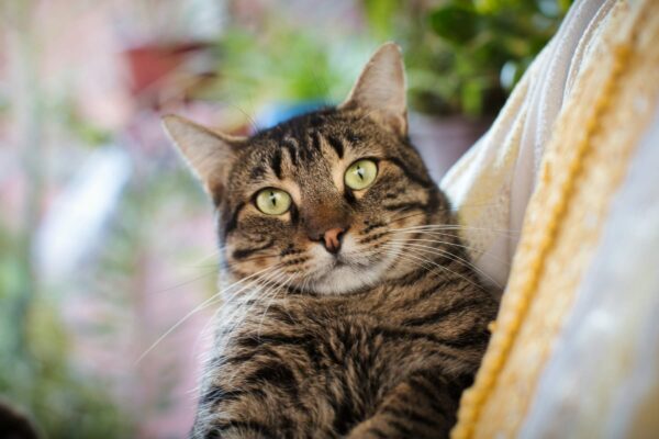 Top 7 Health Benefits of Being a Cat lover