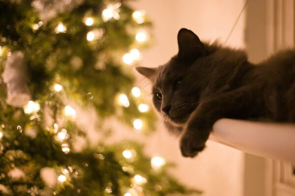 Meowy Christmas: Top 7 Tips for Keeping Your Cats Safe and Happy During the Holidays