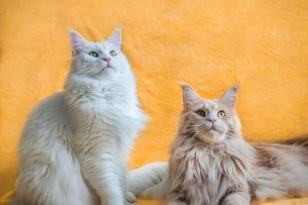 Purrfect Companions: The Best Cat Breeds for Apartment Living