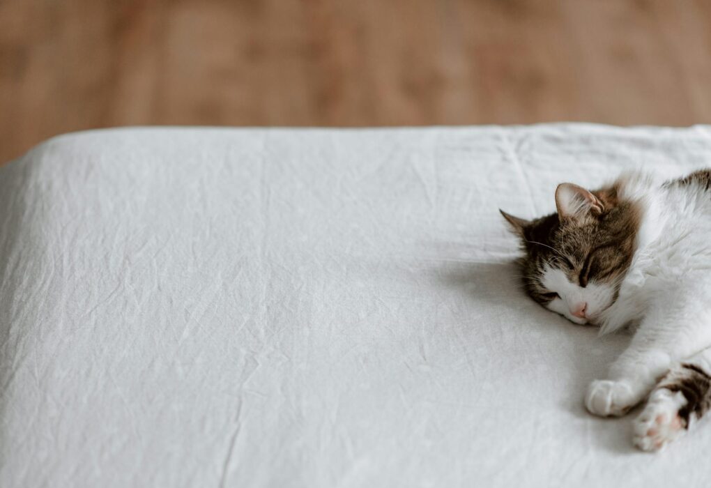 Decoding Cat Nap Patterns: What Your Cat’s Sleeping Positions Reveal About Their Purr-sonality