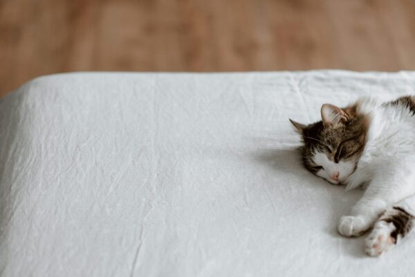 Decoding Cat Nap Patterns: What Your Cat’s Sleeping Positions Reveal About Their Purr-sonality