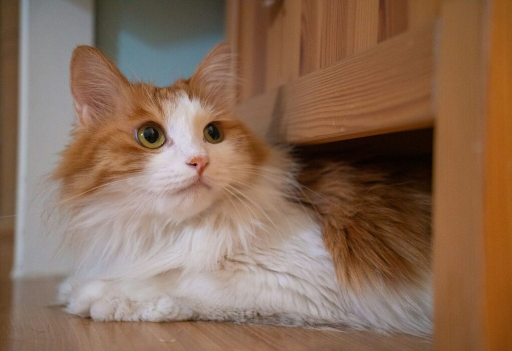 The Purr-fect Gesture: Why Do Cats Headbutt? Understanding Feline Affection